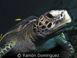 Green sea turtle, in the Sea of Cortéz. by Ramón Domínguez 